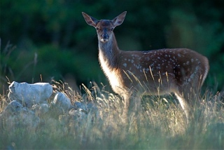 photoverconature - CERFS