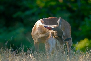 photoverconature - CERFS