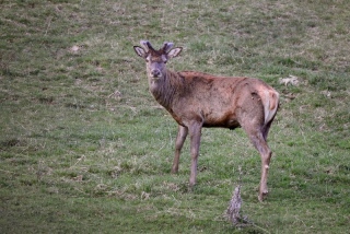 photoverconature - CERFS