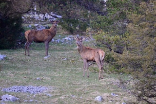 photoverconature - CERFS