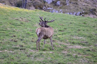 photoverconature - CERFS