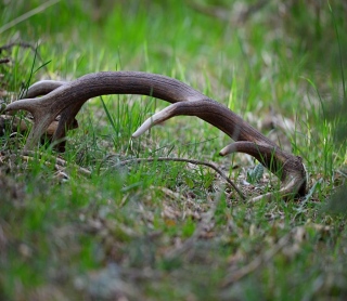 photoverconature - CERFS