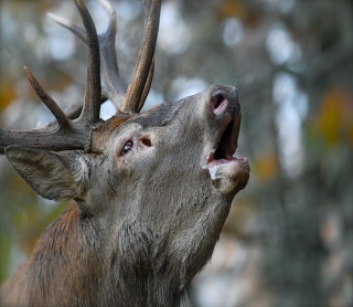 photoverconature - CERFS