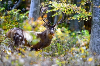 photoverconature - CERFS