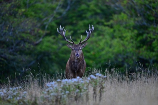 photoverconature - CERFS