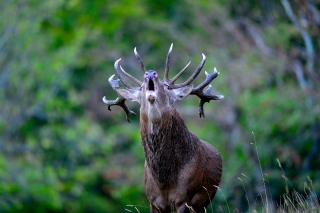 photoverconature - CERFS
