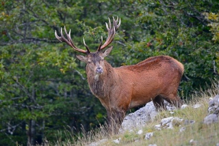 photoverconature - CERFS