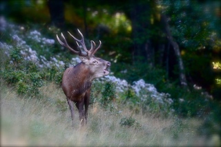 photoverconature - CERFS