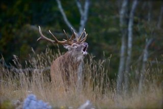 photoverconature - CERFS