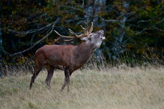 photoverconature - CERFS