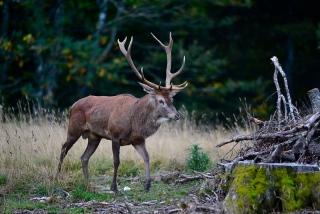 photoverconature - CERFS