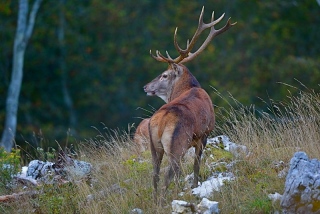 photoverconature - CERFS