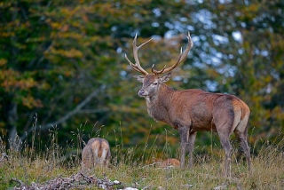 photoverconature - CERFS
