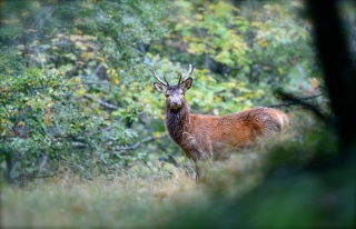 photoverconature - CERFS