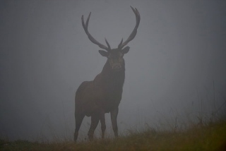 photoverconature - CERFS