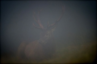 photoverconature - CERFS