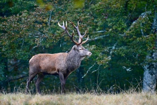 photoverconature - CERFS
