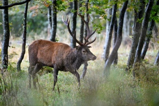 photoverconature - CERFS