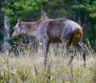 photoverconature - CERFS