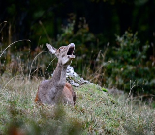 photoverconature - CERFS