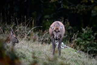 photoverconature - CERFS