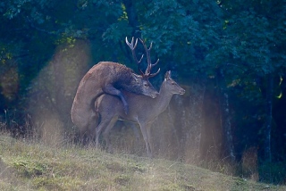 photoverconature - CERFS