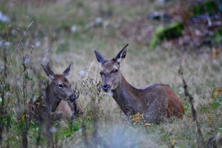 photoverconature - CERFS