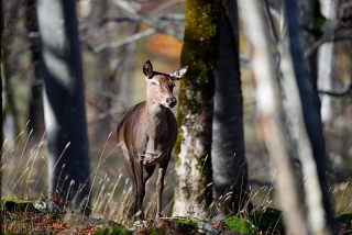 photoverconature - CERFS