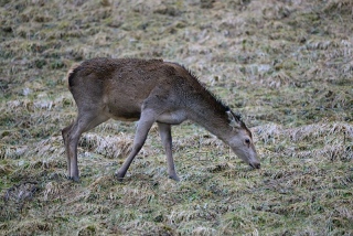 photoverconature - CERFS