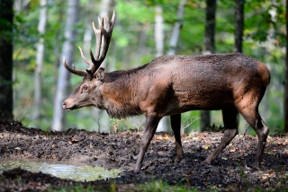 photoverconature - CERFS