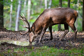 photoverconature - CERFS