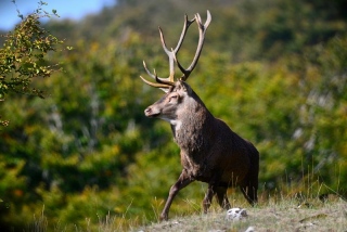 photoverconature - CERFS